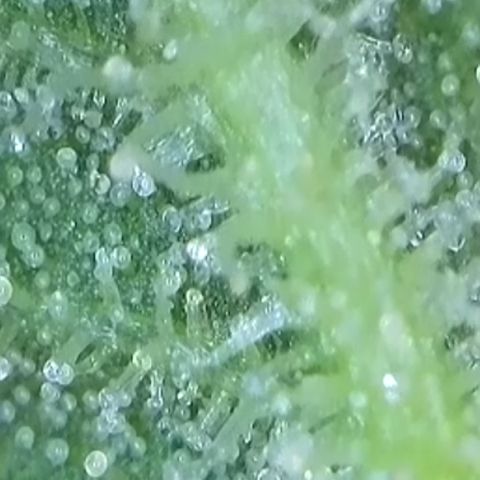 Purple lemonade  growlog photo: I think it’s time boys and girls I’m gonna chop this big boy tonight I’m gonna let what lunar pull on the plant tonight and then I’ll chop it 