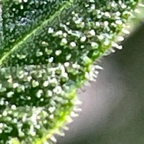 Purple lemonade  growlog timeline photo