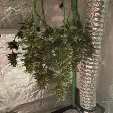 Purple lemonade  growlog photo: That little one it’s been drying about 5 days before the bigger one but anyway I’m getting excited to try it out lol