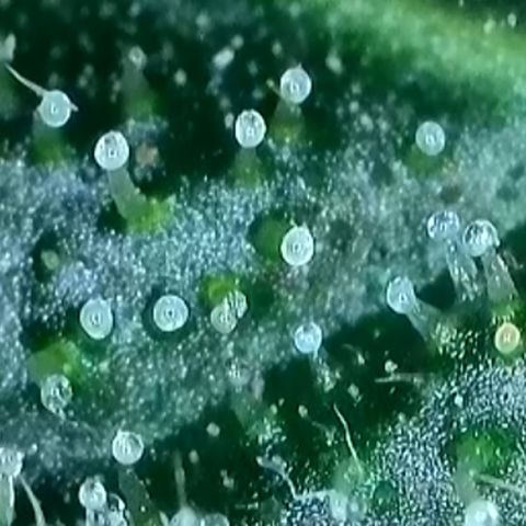 Purple lemonade  growlog photo: I think it’s time boys and girls I’m gonna chop this big boy tonight I’m gonna let what lunar pull on the plant tonight and then I’ll chop it 