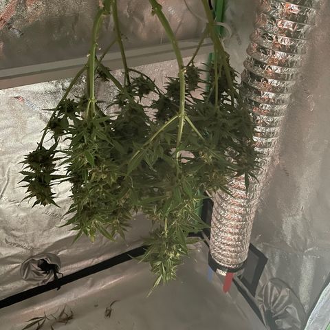 Purple lemonade  growlog photo: That little one it’s been drying about 5 days before the bigger one but anyway I’m getting excited to try it out lol