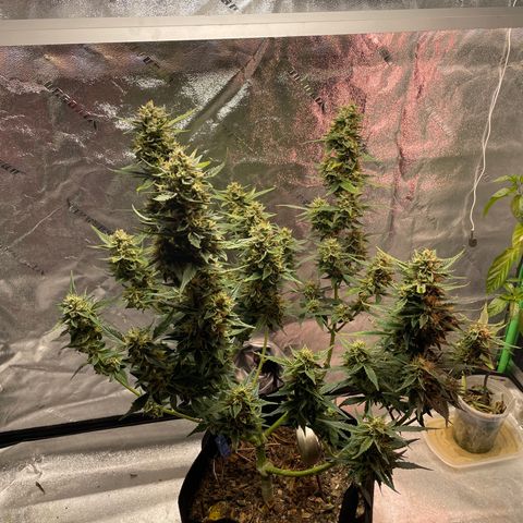 Purple lemonade  growlog timeline photo