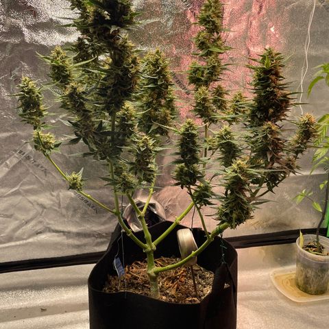 Purple lemonade  growlog timeline photo