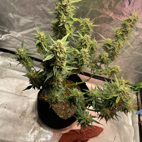 Purple lemonade  growlog timeline photo