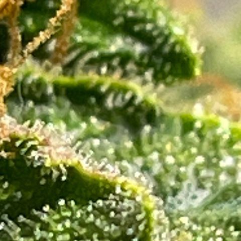 Purple lemonade  growlog timeline photo