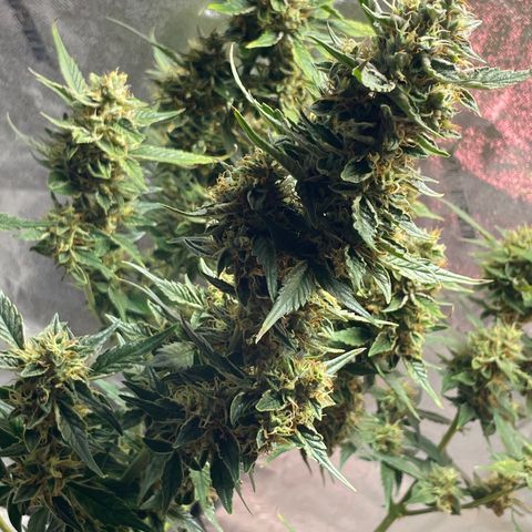 Purple lemonade  growlog timeline photo