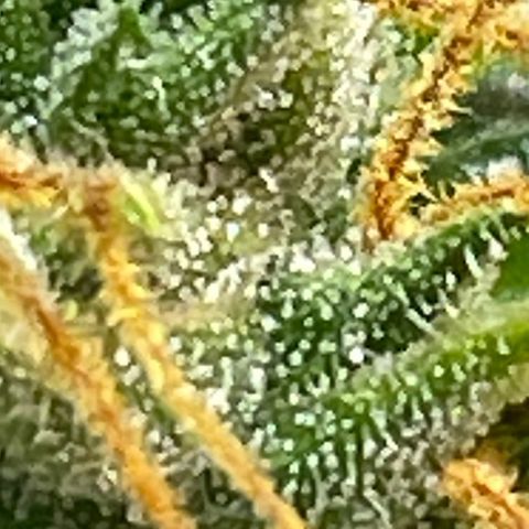 Purple lemonade  growlog timeline photo