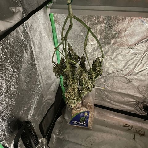 Purple lemonade  growlog photo: That little one it’s been drying about 5 days before the bigger one but anyway I’m getting excited to try it out lol