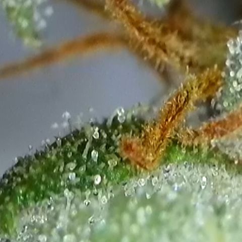 Purple lemonade  growlog timeline photo