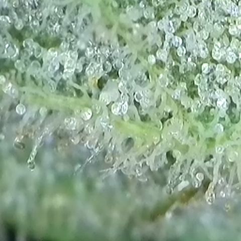Purple lemonade  growlog timeline photo