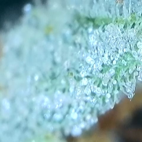 Purple lemonade  growlog timeline photo