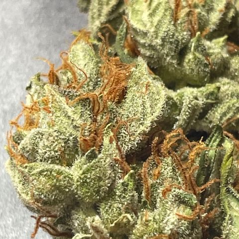 Purple lemonade  growlog photo: Here’s a couple I picked just a little early I just started curing so it shouldn’t be too bad of a smoke looking great though cheers 