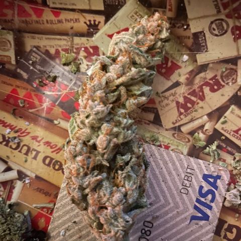 Purple lemonade  growlog photo: Here’s a couple I picked just a little early I just started curing so it shouldn’t be too bad of a smoke looking great though cheers 