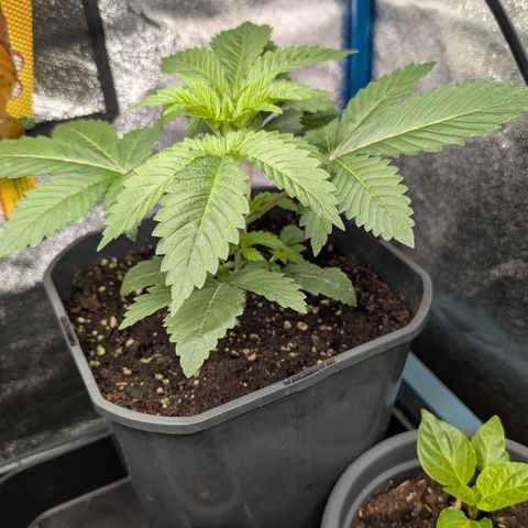 Inglourious Bastards  growlog timeline photo