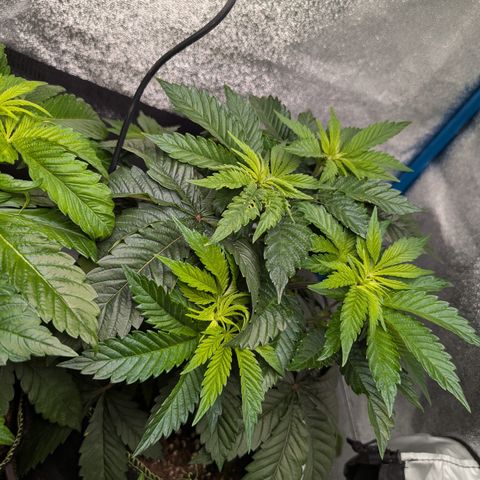 Inglourious Bastards  growlog timeline photo