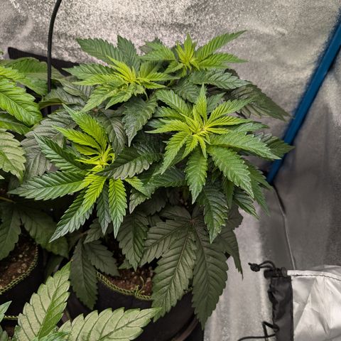 Inglourious Bastards  growlog timeline photo