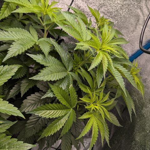 Inglourious Bastards  growlog timeline photo