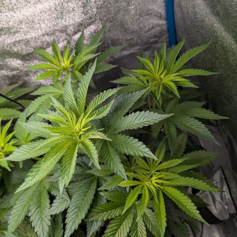 Inglourious Bastards  growlog timeline photo