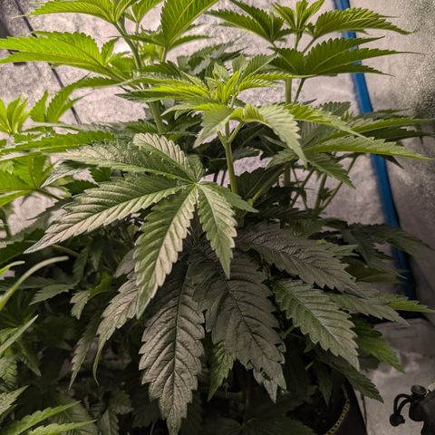 Inglourious Bastards  growlog timeline photo