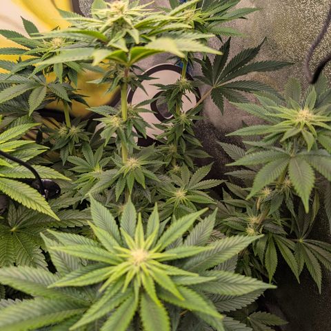Inglourious Bastards  growlog timeline photo