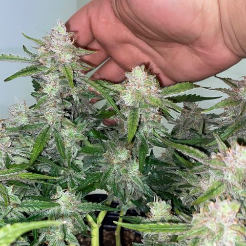 Gorilla Cookies FF growlog timeline photo