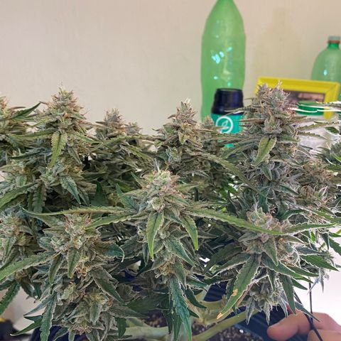 Gorilla Cookies FF growlog timeline photo