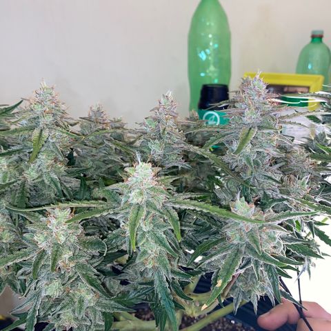 Gorilla Cookies FF growlog timeline photo