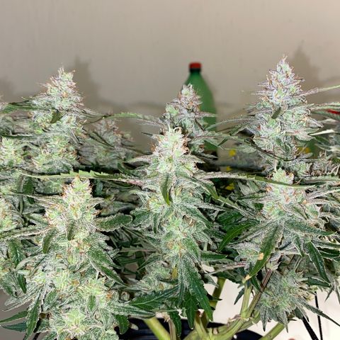 Gorilla Cookies FF growlog timeline photo