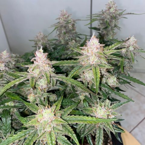 Gorilla Cookies FF growlog timeline photo