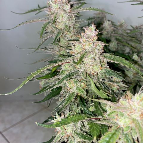 Gorilla Cookies FF growlog timeline photo
