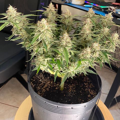 Gorilla Cookies FF growlog timeline photo