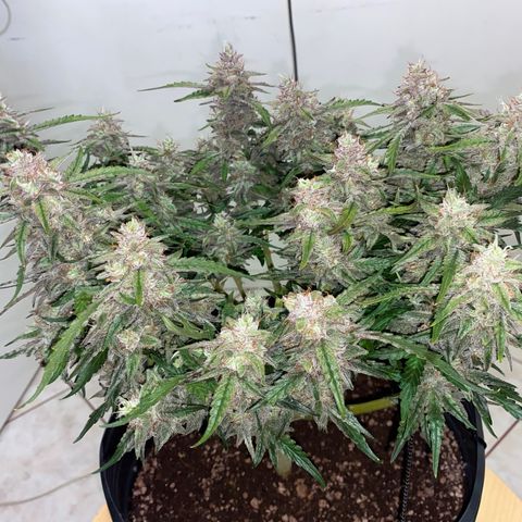 Gorilla Cookies FF growlog timeline photo