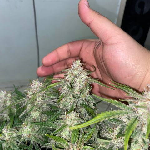Gorilla Cookies FF growlog timeline photo