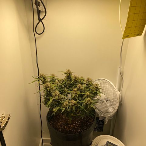 Gorilla Cookies FF growlog timeline photo