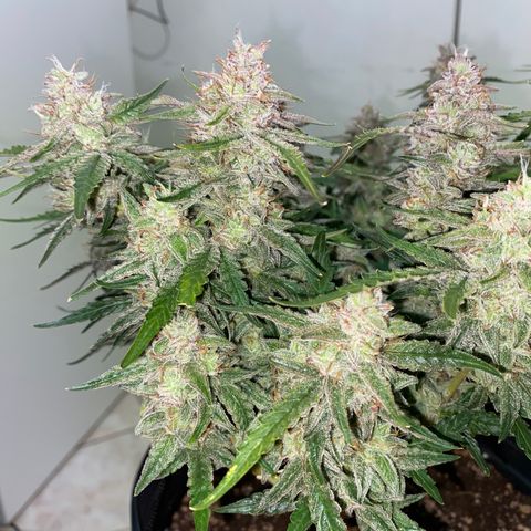 Gorilla Cookies FF growlog timeline photo