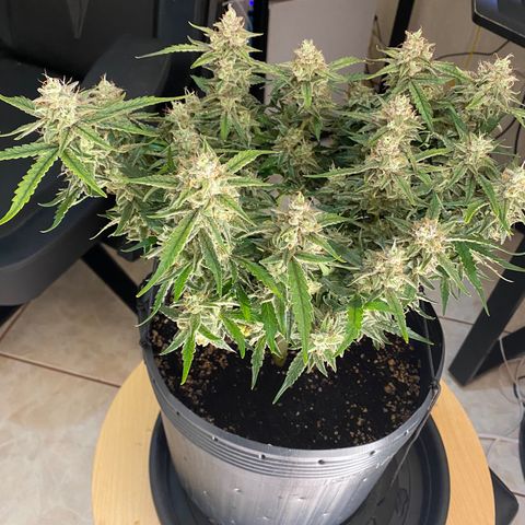 Gorilla Cookies FF growlog timeline photo