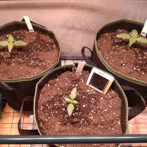 Banana Blaze Forbidden Cherry Melonda Runtz growlog timeline photo