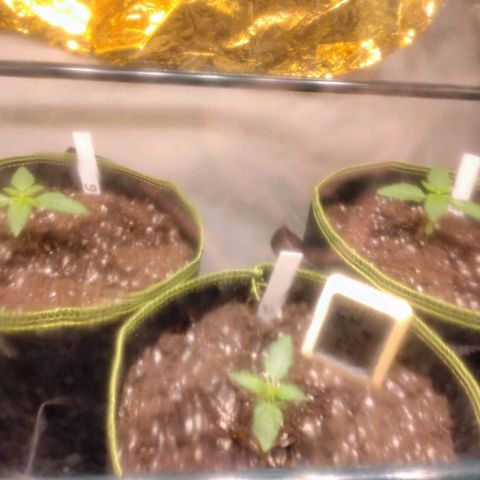 Banana Blaze Forbidden Cherry Melonda Runtz growlog photo: Die Forbidden Cherry Auto macht mir ein wenig Sorge aber die anderen 2 Ladys machen sich ganz gut. 
Achja ist mein erster Grow Versuch , werden drin vorgezogen bis kurz vor Mai oder Anfang Mai. Dann ab auf'n Südbalkon hoffe das geht gut so wie ich es mir vorstelle. 