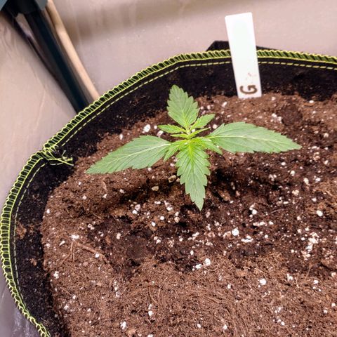 Banana Blaze Forbidden Cherry Melonda Runtz growlog photo: Die Forbidden Cherry Auto macht mir ein wenig Sorge aber die anderen 2 Ladys machen sich ganz gut. 
Achja ist mein erster Grow Versuch , werden drin vorgezogen bis kurz vor Mai oder Anfang Mai. Dann ab auf'n Südbalkon hoffe das geht gut so wie ich es mir vorstelle. 