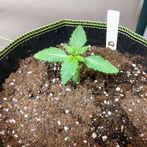 Banana Blaze Forbidden Cherry Melonda Runtz growlog photo: Die Forbidden Cherry Auto macht mir ein wenig Sorge aber die anderen 2 Ladys machen sich ganz gut. 
Achja ist mein erster Grow Versuch , werden drin vorgezogen bis kurz vor Mai oder Anfang Mai. Dann ab auf'n Südbalkon hoffe das geht gut so wie ich es mir vorstelle. 