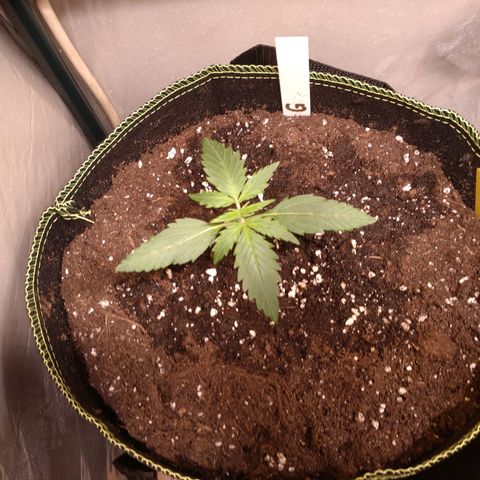 Banana Blaze Forbidden Cherry Melonda Runtz growlog timeline photo