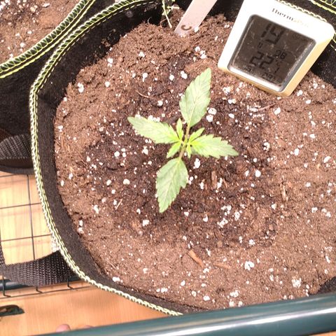 Banana Blaze Forbidden Cherry Melonda Runtz growlog timeline photo