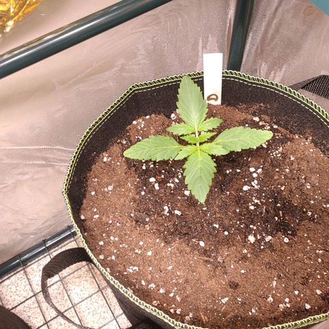 Banana Blaze Forbidden Cherry Melonda Runtz growlog timeline photo