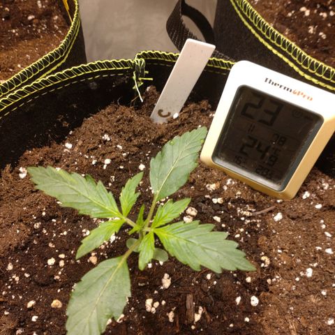 Banana Blaze Forbidden Cherry Melonda Runtz growlog photo: Die Forbidden Cherry ( C ) scheint etwas schüchtern zu sein :D