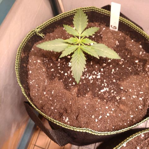 Banana Blaze Forbidden Cherry Melonda Runtz growlog photo: Die Forbidden Cherry ( C ) scheint etwas schüchtern zu sein :D