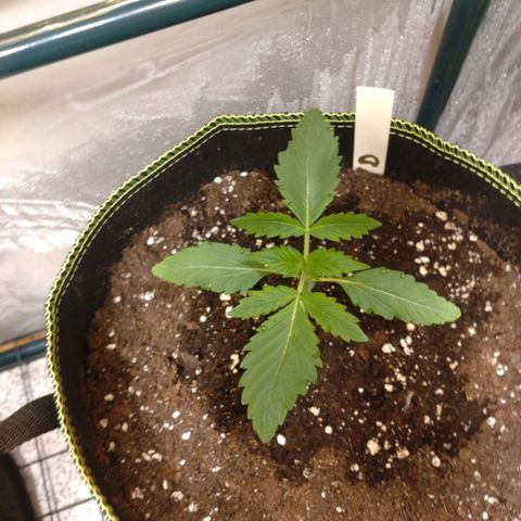 Banana Blaze Forbidden Cherry Melonda Runtz growlog photo: Die Forbidden Cherry ( C ) scheint etwas schüchtern zu sein :D