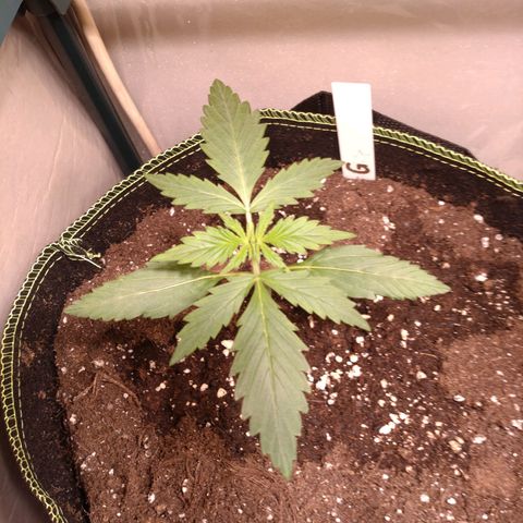 Banana Blaze Forbidden Cherry Melonda Runtz growlog timeline photo