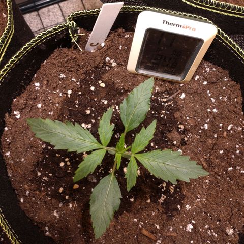 Banana Blaze Forbidden Cherry Melonda Runtz growlog timeline photo
