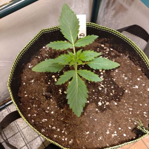 Banana Blaze Forbidden Cherry Melonda Runtz growlog timeline photo