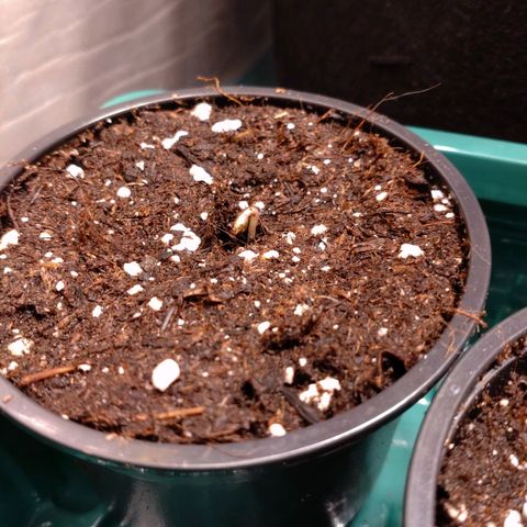 Northern Lights Automatic growlog photo: 1v2 🫣
